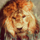 Illustration for article titled This Guy Raced A Tiny Two-Stroke DKW Surrounded By Lions In Africa